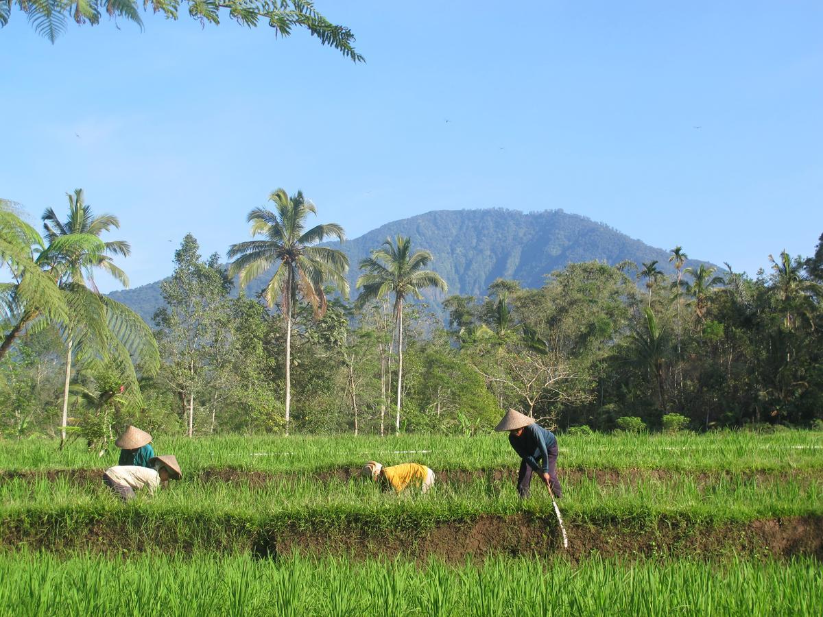 Prana Dewi Mountain Resort Jatiluwih Εξωτερικό φωτογραφία